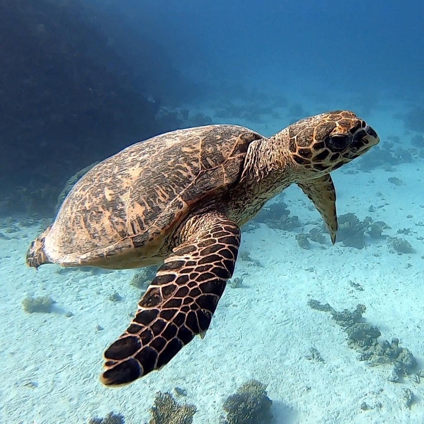 schildkröte beim schnorcheln in hurghada