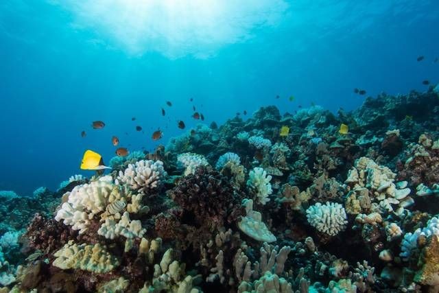 🌊 Erkunden Sie die nördlichen Riffe