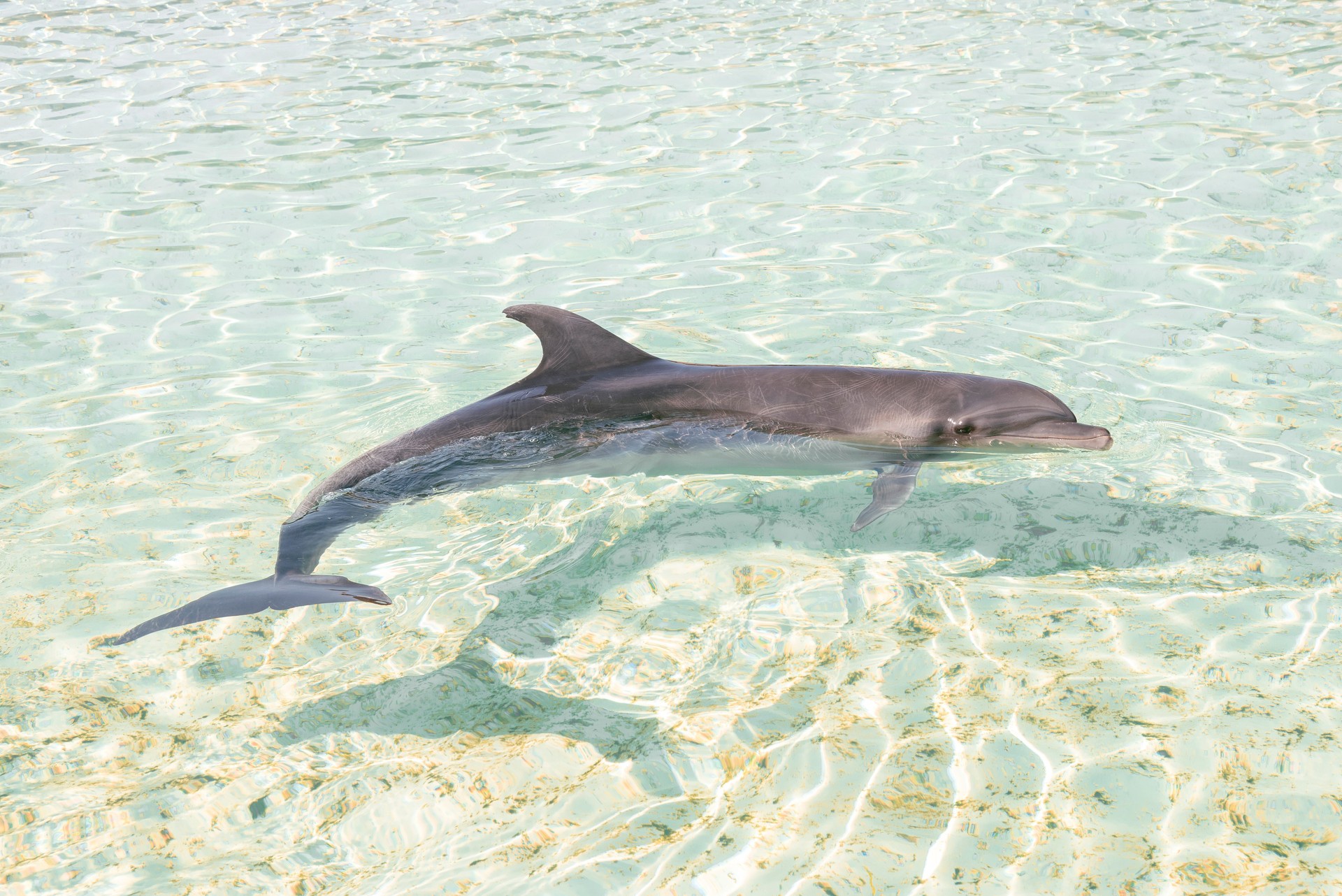 Dolphin swimming in the shallow water