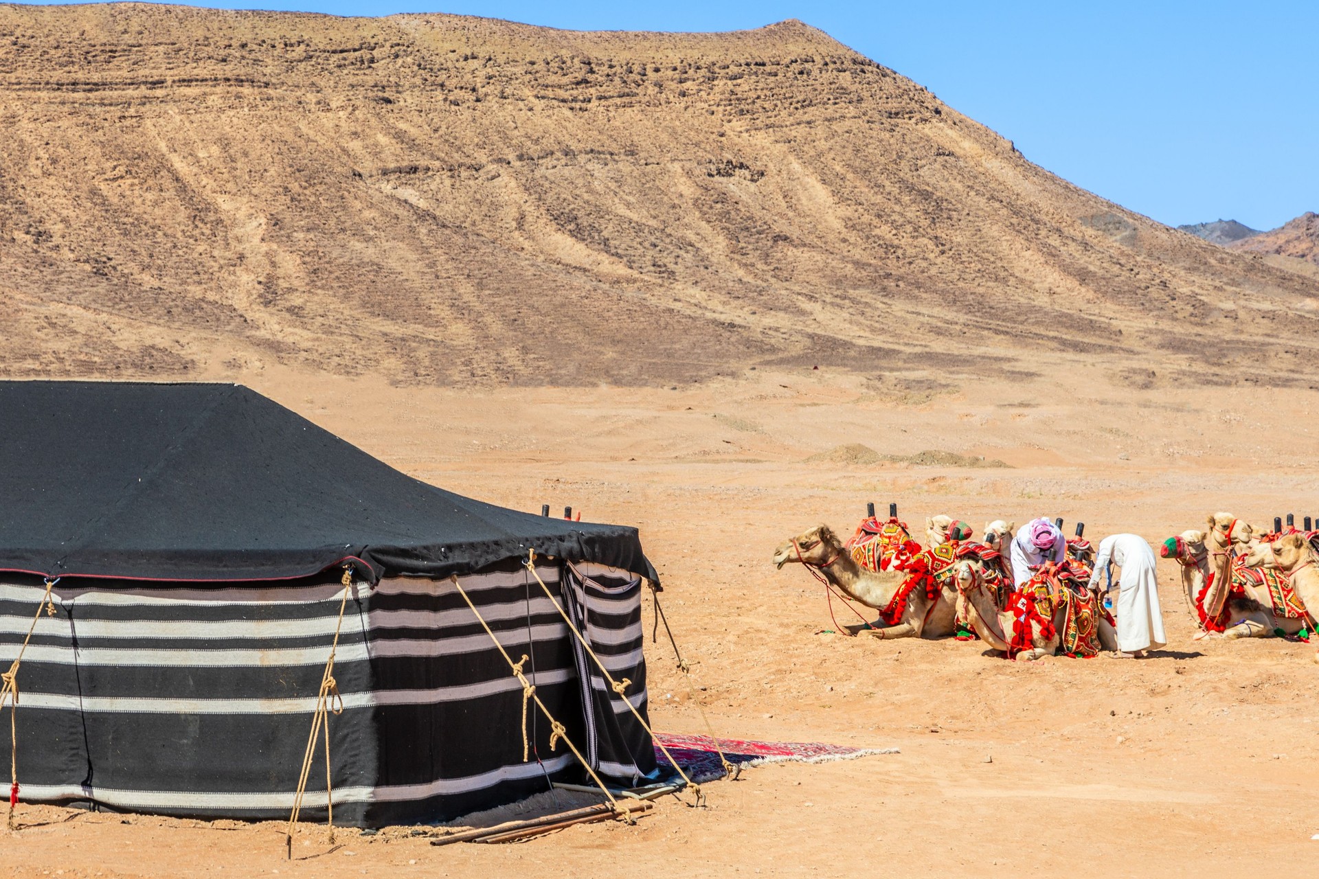 Nomads harnessing riding camels in the desert with traditional bedouins tent in the foreground, Al Ula, Saudi Arabia