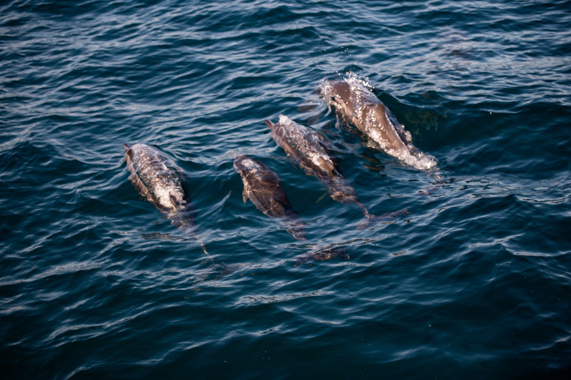 Swimming Dolphins in the Indian Ocean